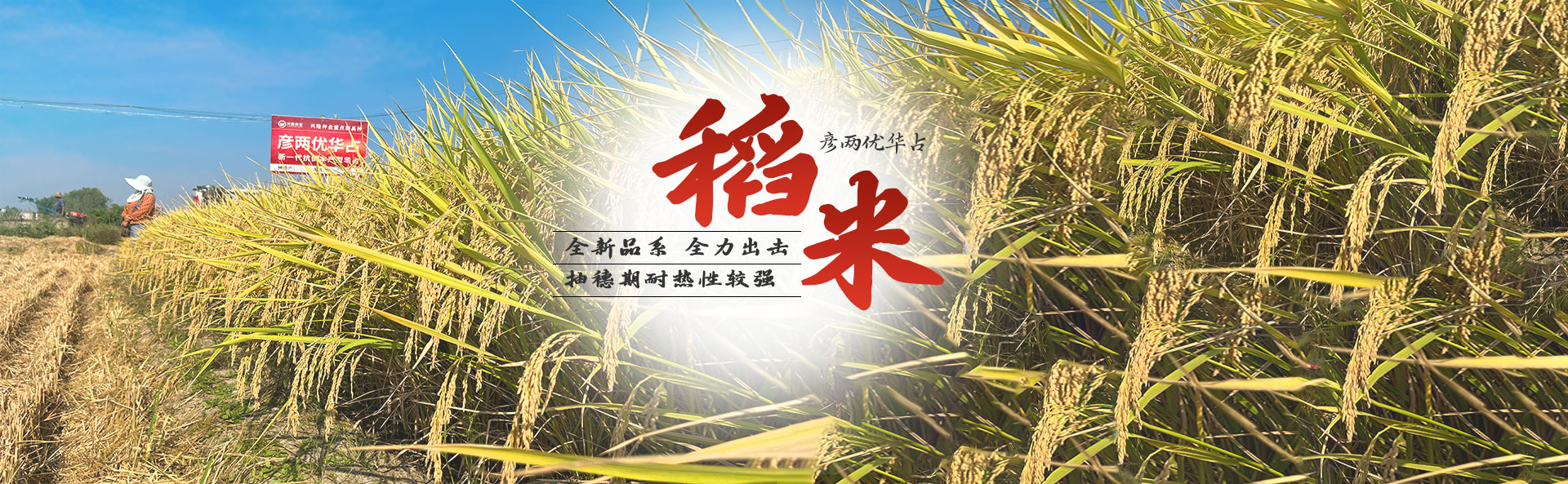 beat365正版唯一官网_长沙稻谷种植与销售|长沙农作物品种的选育